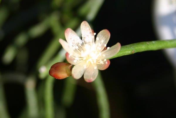 http://www.cloudjungle.com/cloudjungle/Cactaceae/Rhipsalis/Rhipsalis sp aff baccifera flower 3.jpg